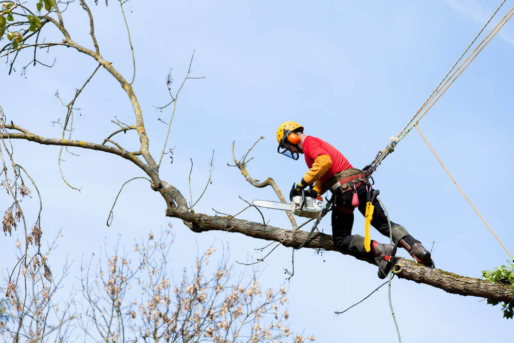 a tree removal worker wearing a harness and climbing out on a single branch with a chainsaw ready to cut it down