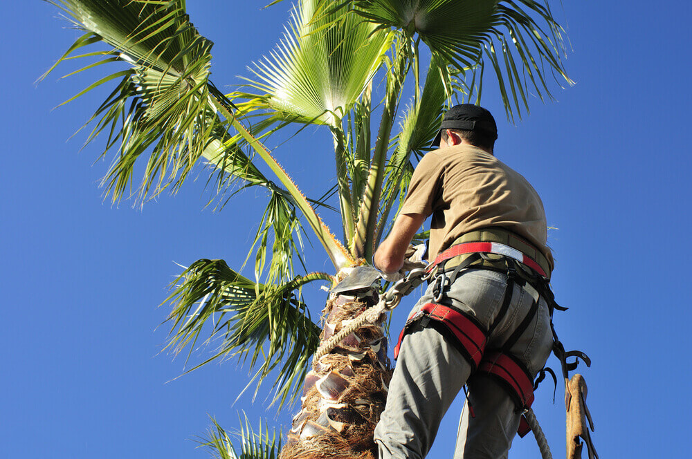 a tree removal worker strapped to a palm tree up the top ready to cut it down
