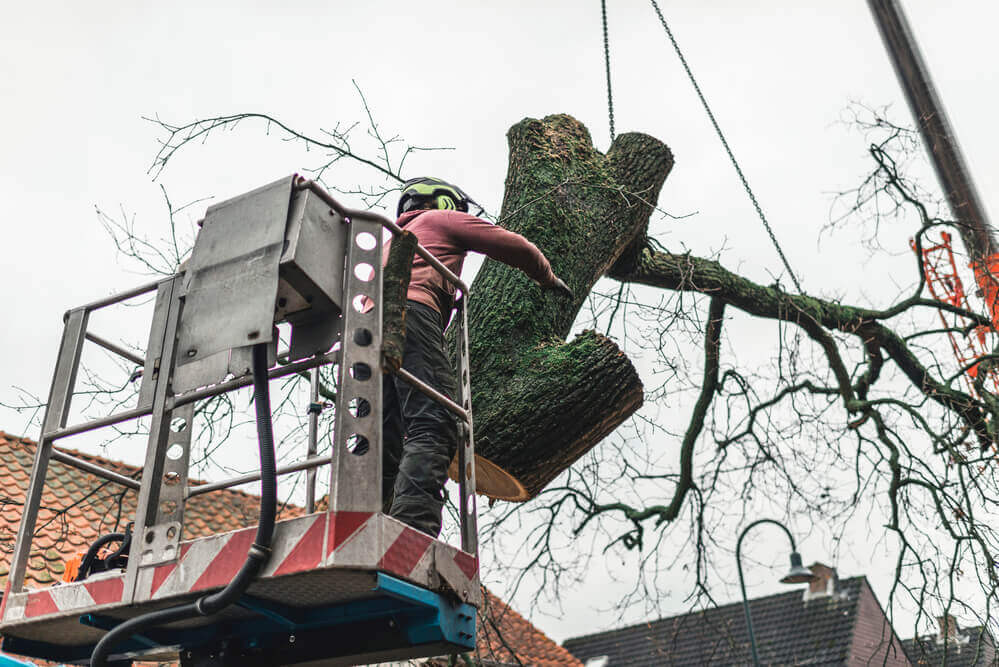 a tree removal worker in a cherry picker maneuvering a large tree section that has been cut off and being lowered by a crane 