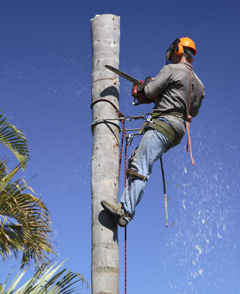 A tree lopping mandurah worker wearing a safety harness cutting down a palm tree whilst being hooked onto the base of the tree