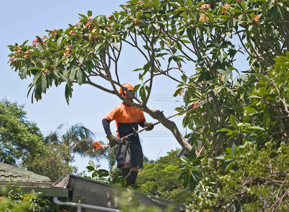 a tree lopping mandurah worker on a roof cutting down some branched of a medium sized green tree wearing orange high vis clothing