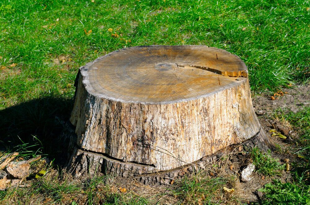 image of a tree stump that is ready for our stump removal surrounded by green grass